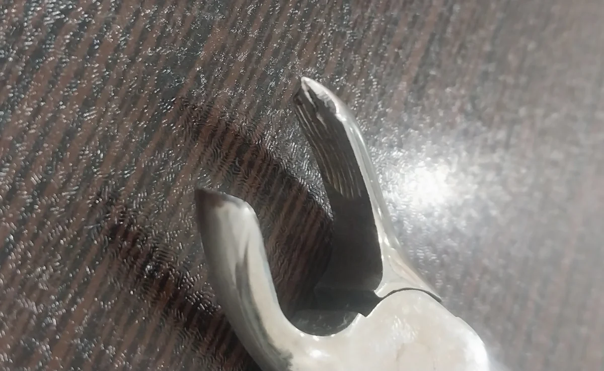 فورسپس اسکولاپ — تصویر ۳